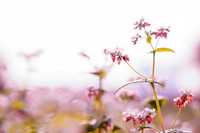 Ngắm cánh đồng tam giác mạch đẹp như tranh ở Hà Nội 