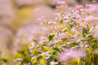 Ngắm cánh đồng tam giác mạch đẹp như tranh ở Hà Nội 