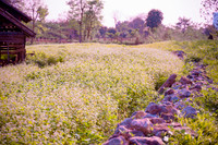 Ngắm cánh đồng tam giác mạch đẹp như tranh ở Hà Nội 