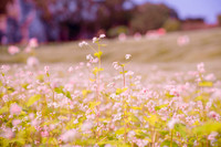 Ngắm cánh đồng tam giác mạch đẹp như tranh ở Hà Nội 