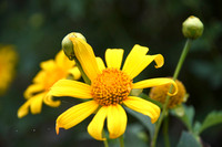 Lên điểm cao nhất ở Hà Nội, ngắm sắc dã quỳ đang độ bung tràn 