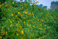 Lên điểm cao nhất ở Hà Nội, ngắm sắc dã quỳ đang độ bung tràn 