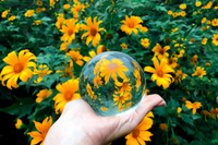 Lên điểm cao nhất ở Hà Nội, ngắm sắc dã quỳ đang độ bung tràn 