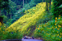 Lên điểm cao nhất ở Hà Nội, ngắm sắc dã quỳ đang độ bung tràn 