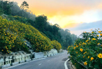 Lên điểm cao nhất ở Hà Nội, ngắm sắc dã quỳ đang độ bung tràn 