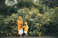 Lên điểm cao nhất ở Hà Nội, ngắm sắc dã quỳ đang độ bung tràn 