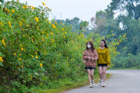 Lên điểm cao nhất ở Hà Nội, ngắm sắc dã quỳ đang độ bung tràn 