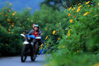 Lên điểm cao nhất ở Hà Nội, ngắm sắc dã quỳ đang độ bung tràn 