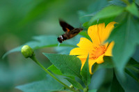 Lên điểm cao nhất ở Hà Nội, ngắm sắc dã quỳ đang độ bung tràn 