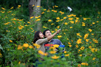 Lên điểm cao nhất ở Hà Nội, ngắm sắc dã quỳ đang độ bung tràn 