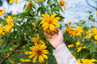 Lên điểm cao nhất ở Hà Nội, ngắm sắc dã quỳ đang độ bung tràn 