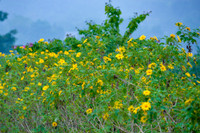 Lên điểm cao nhất ở Hà Nội, ngắm sắc dã quỳ đang độ bung tràn 