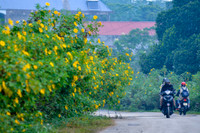 Lên điểm cao nhất ở Hà Nội, ngắm sắc dã quỳ đang độ bung tràn 