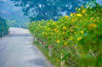 Lên điểm cao nhất ở Hà Nội, ngắm sắc dã quỳ đang độ bung tràn 