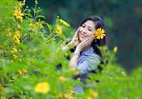 Lên điểm cao nhất ở Hà Nội, ngắm sắc dã quỳ đang độ bung tràn 