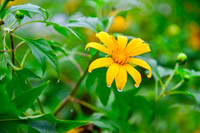 Lên điểm cao nhất ở Hà Nội, ngắm sắc dã quỳ đang độ bung tràn 