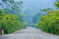 Lên điểm cao nhất ở Hà Nội, ngắm sắc dã quỳ đang độ bung tràn 