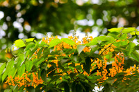 Hà Nội đẹp dịu dàng mùa hoa giáng hương