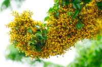 Hà Nội đẹp dịu dàng mùa hoa giáng hương