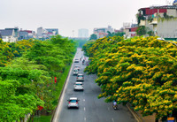 Hà Nội đẹp dịu dàng mùa hoa giáng hương