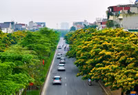 Hà Nội đẹp dịu dàng mùa hoa giáng hương