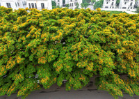 Hà Nội đẹp dịu dàng mùa hoa giáng hương