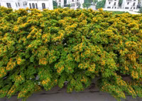 Hà Nội đẹp dịu dàng mùa hoa giáng hương