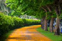 Hà Nội đẹp dịu dàng mùa hoa giáng hương