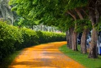 Hà Nội đẹp dịu dàng mùa hoa giáng hương