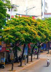 Hà Nội đẹp dịu dàng mùa hoa giáng hương