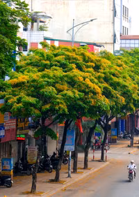 Hà Nội đẹp dịu dàng mùa hoa giáng hương