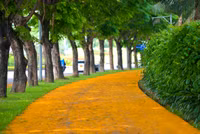 Hà Nội đẹp dịu dàng mùa hoa giáng hương