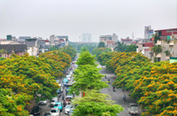 Hà Nội đẹp dịu dàng mùa hoa giáng hương