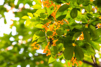 Hà Nội đẹp dịu dàng mùa hoa giáng hương