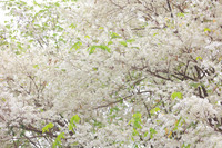 Ngắm hoa sưa nở trắng phố phường Hà Nội