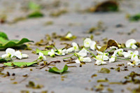 Ngắm hoa sưa nở trắng phố phường Hà Nội