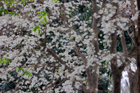 Ngắm hoa sưa nở trắng phố phường Hà Nội