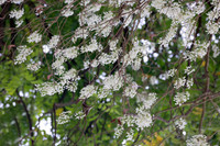 Ngắm hoa sưa nở trắng phố phường Hà Nội