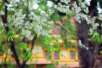 Ngắm hoa sưa nở trắng phố phường Hà Nội