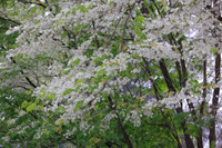 Ngắm hoa sưa nở trắng phố phường Hà Nội