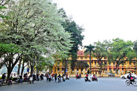 Ngắm hoa sưa nở trắng phố phường Hà Nội