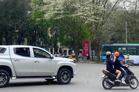 Ngắm hoa sưa nở trắng phố phường Hà Nội
