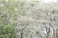 Ngắm hoa sưa nở trắng phố phường Hà Nội