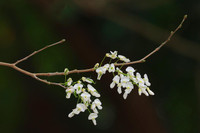 Ngắm hoa sưa nở trắng phố phường Hà Nội