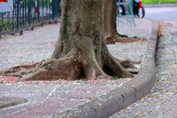 Ngắm hoa sưa nở trắng phố phường Hà Nội