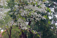 Ngắm hoa sưa nở trắng phố phường Hà Nội