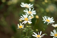 Vườn hoa cúc họa mi rộng hơn 2.000m2 khoe sắc ở Hà Nội