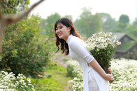 Vườn hoa cúc họa mi rộng hơn 2.000m2 khoe sắc ở Hà Nội