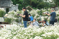 Vườn hoa cúc họa mi rộng hơn 2.000m2 khoe sắc ở Hà Nội