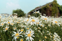 Vườn hoa cúc họa mi rộng hơn 2.000m2 khoe sắc ở Hà Nội